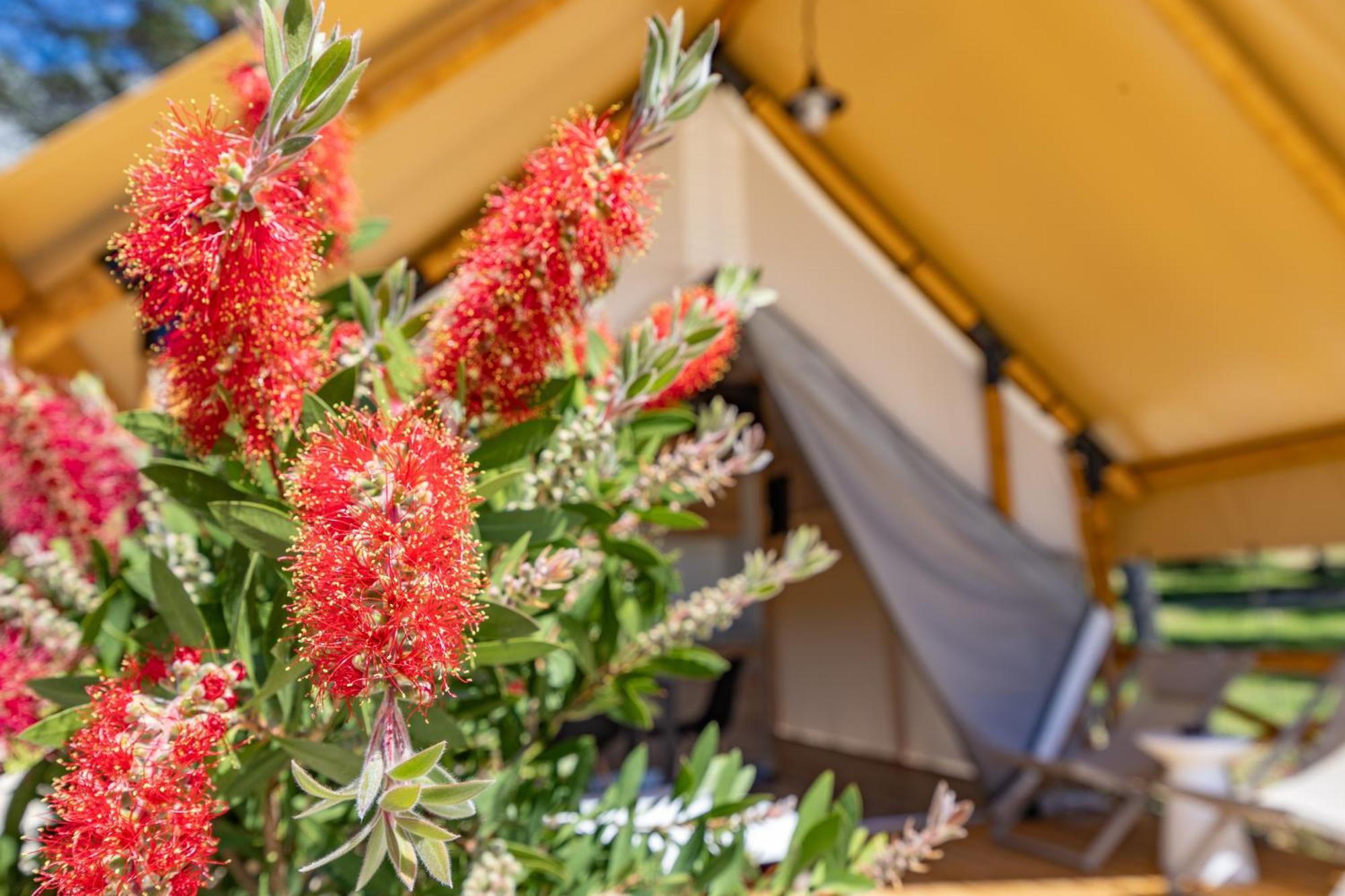 Camp Dole Zivogosce - Mobile Home And Glamping Tent Živogošće Exterior foto